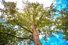Best Weed Control  in West Chicago, IL