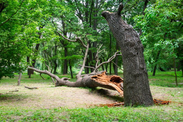 Best Seasonal Cleanup (Spring/Fall)  in West Chicago, IL