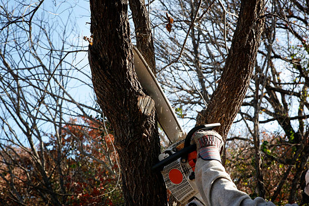 West Chicago, IL Tree Care Company