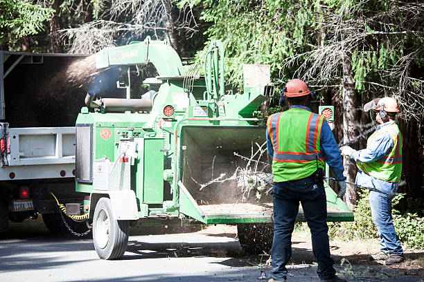 Grass Overseeding in West Chicago, IL